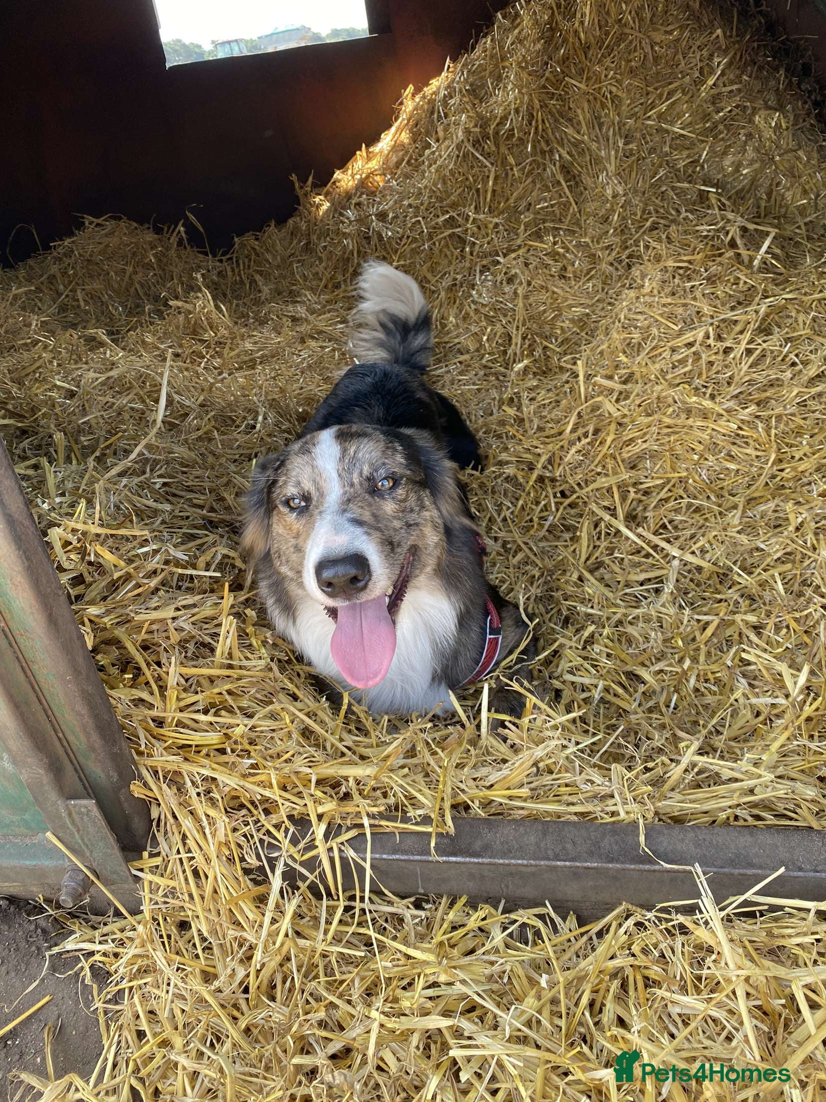 Border Collie dogs Proven pure bred tri coloured merle collie stud - Advert 1