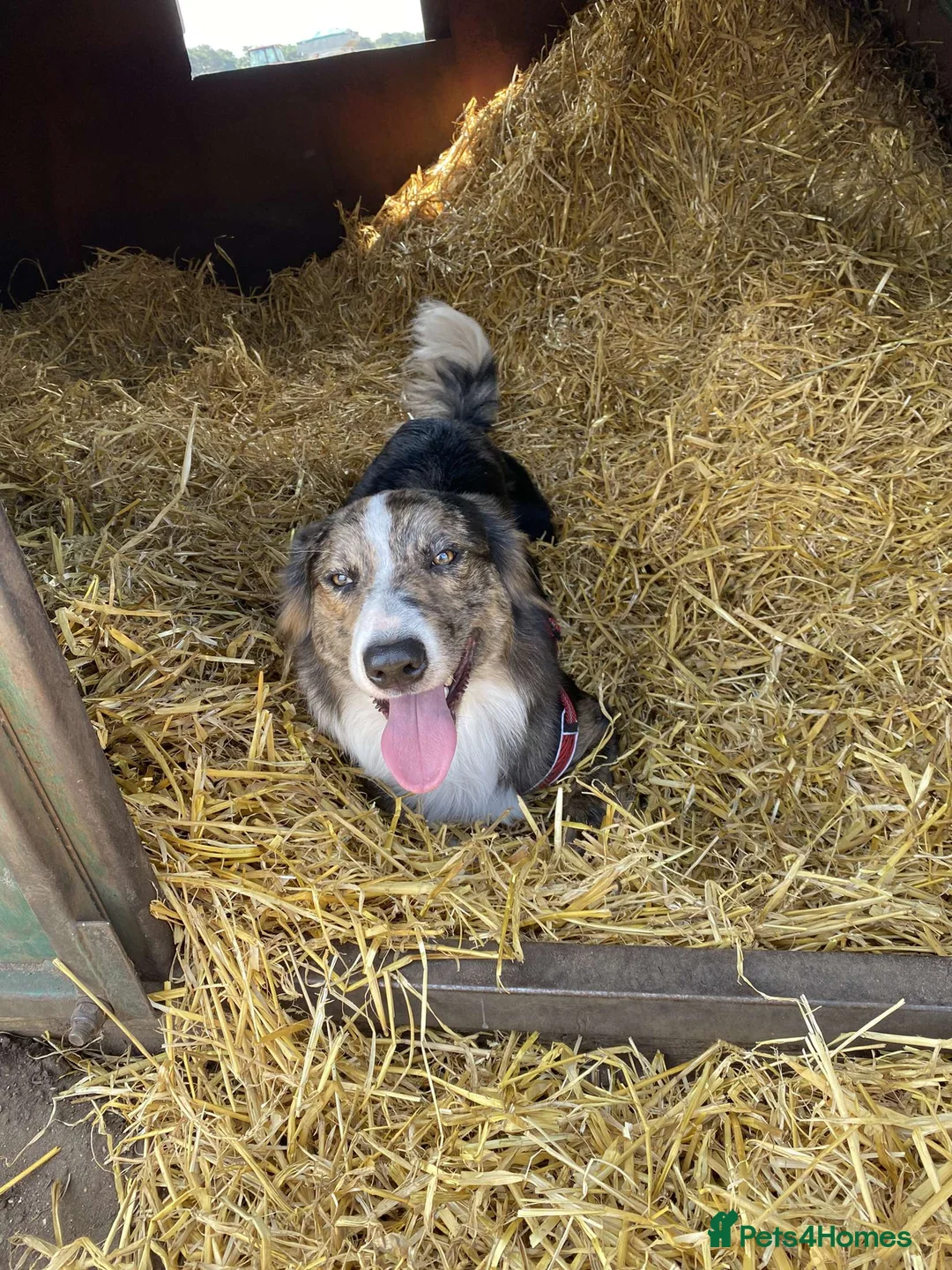 Border Collie dogs for stud: Proven pure bred tri coloured merle collie stud in Fakenham - Advert 3