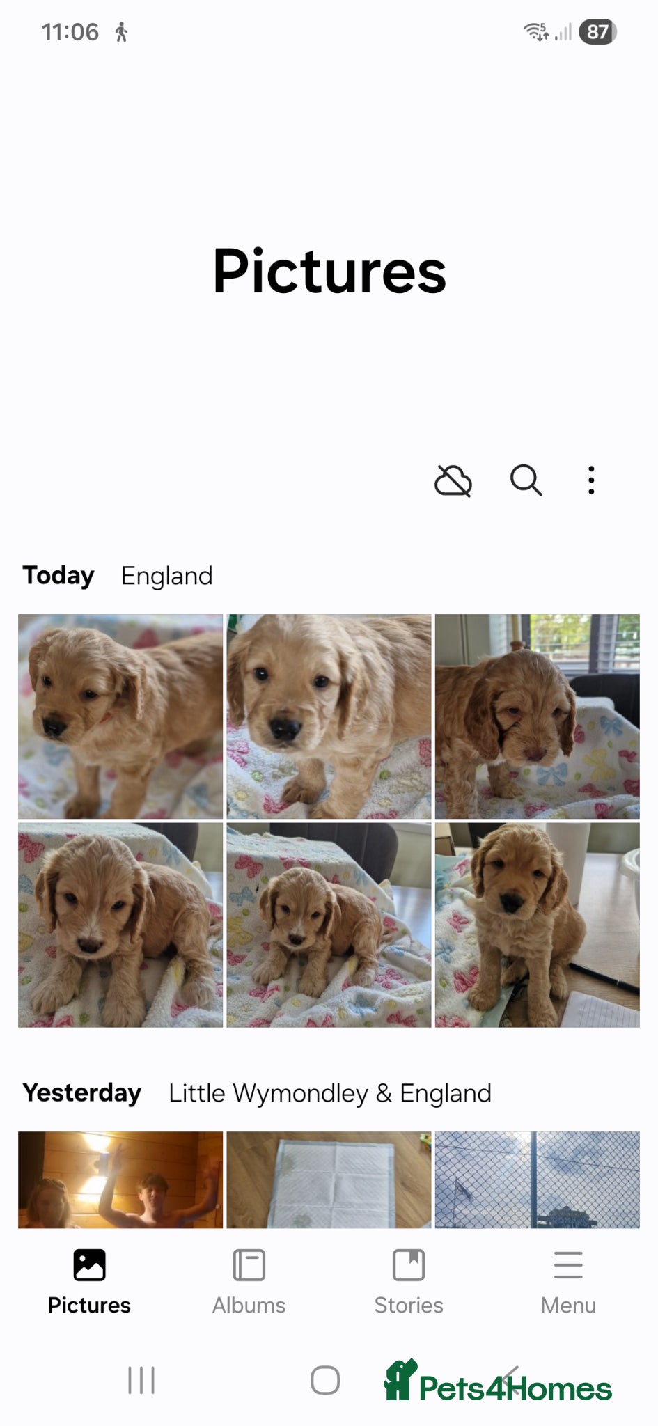 Cockapoo dogs for sale: Last beautiful boy left Gorgeous Golden Cockerpoo - Advert 10