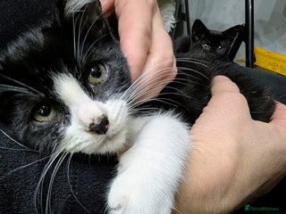 Mixed Breed cats - Advert 5