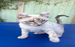 Bengal cats for sale: Stunning rare female  - Image 24