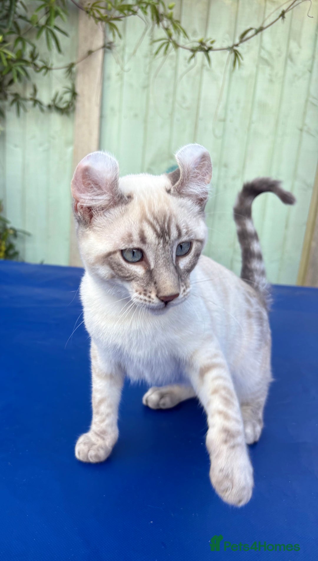 Bengal cats for sale: Stunning rare female  - Image 24