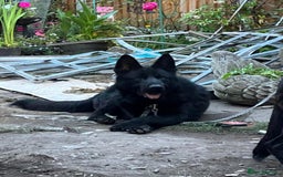 German Shepherd dogs for sale: Shadow Male German Shepherd for Sale - Image 3
