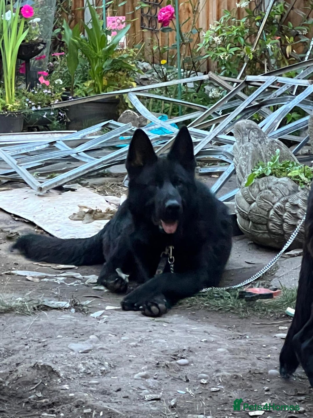 German Shepherd dogs for sale: Shadow Male German Shepherd for Sale - Image 3