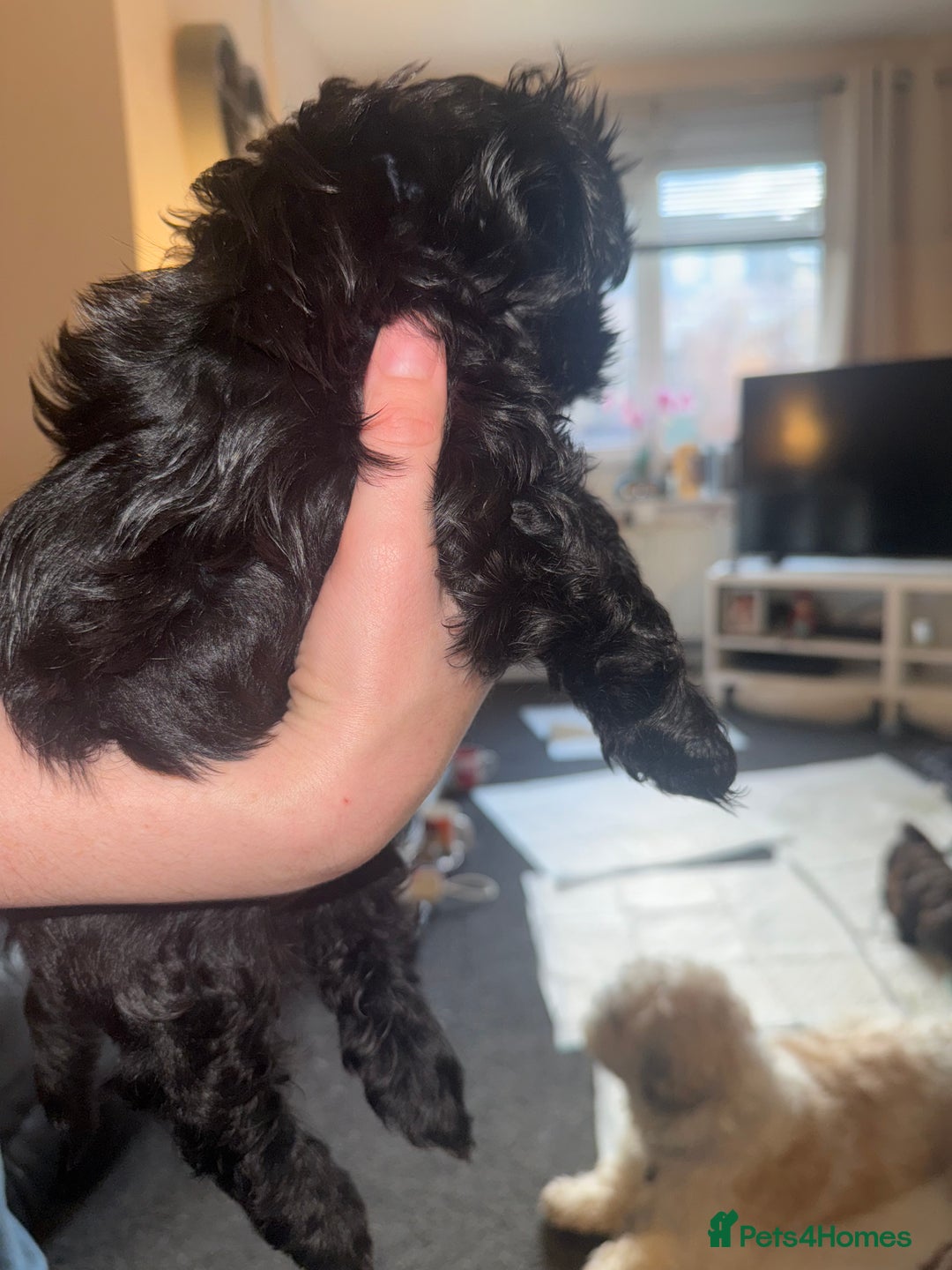 Shihpoo dogs for sale: Beautiful Shihpoo puppies  - Image 4