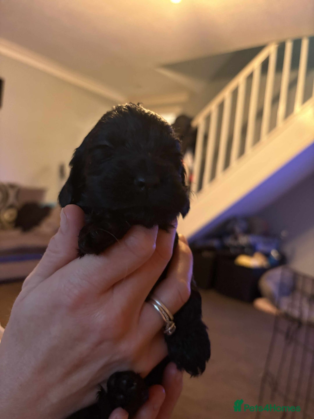 Cockapoo dogs for sale: Stunning litter of cockapoos  - Advert 20