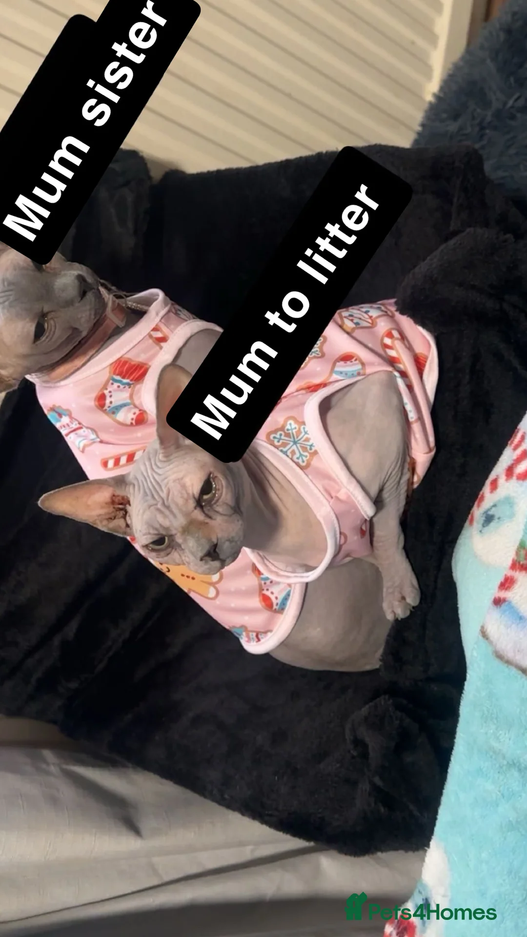 Sphynx cats for sale: Sphynx females extra wrinkly  - Advert 1
