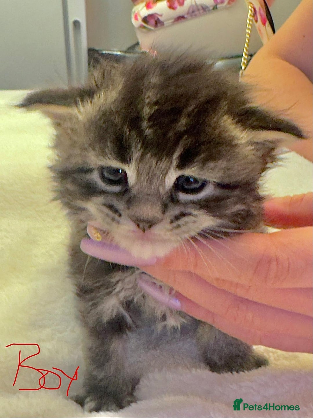 Maine Coon cats for sale: Full breed gorgeous Mainecoon kittens ready Jan 31 - Advert 9