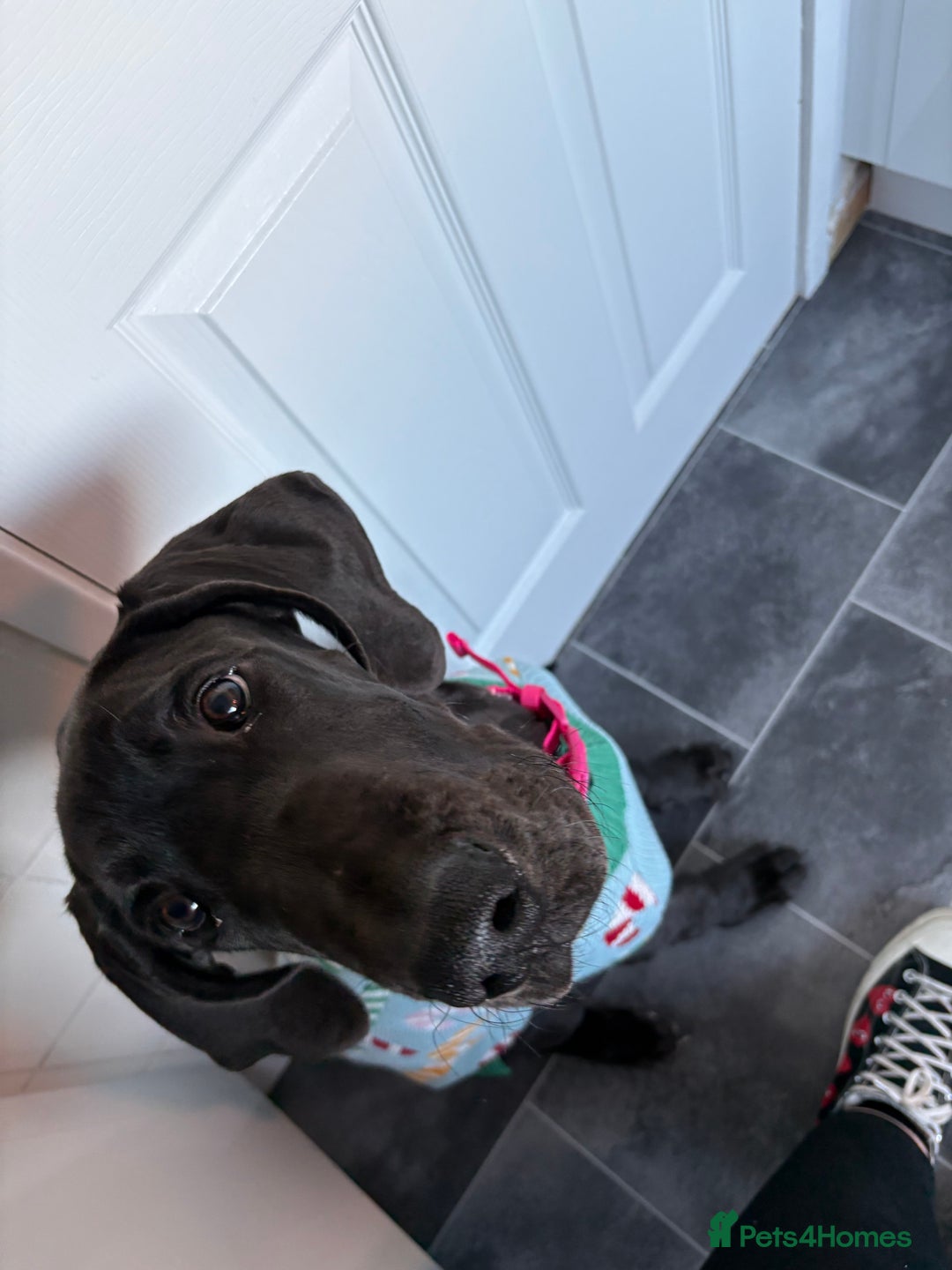 Great Dane dogs for sale: 5 month old Great Dane puppy  - Advert 3