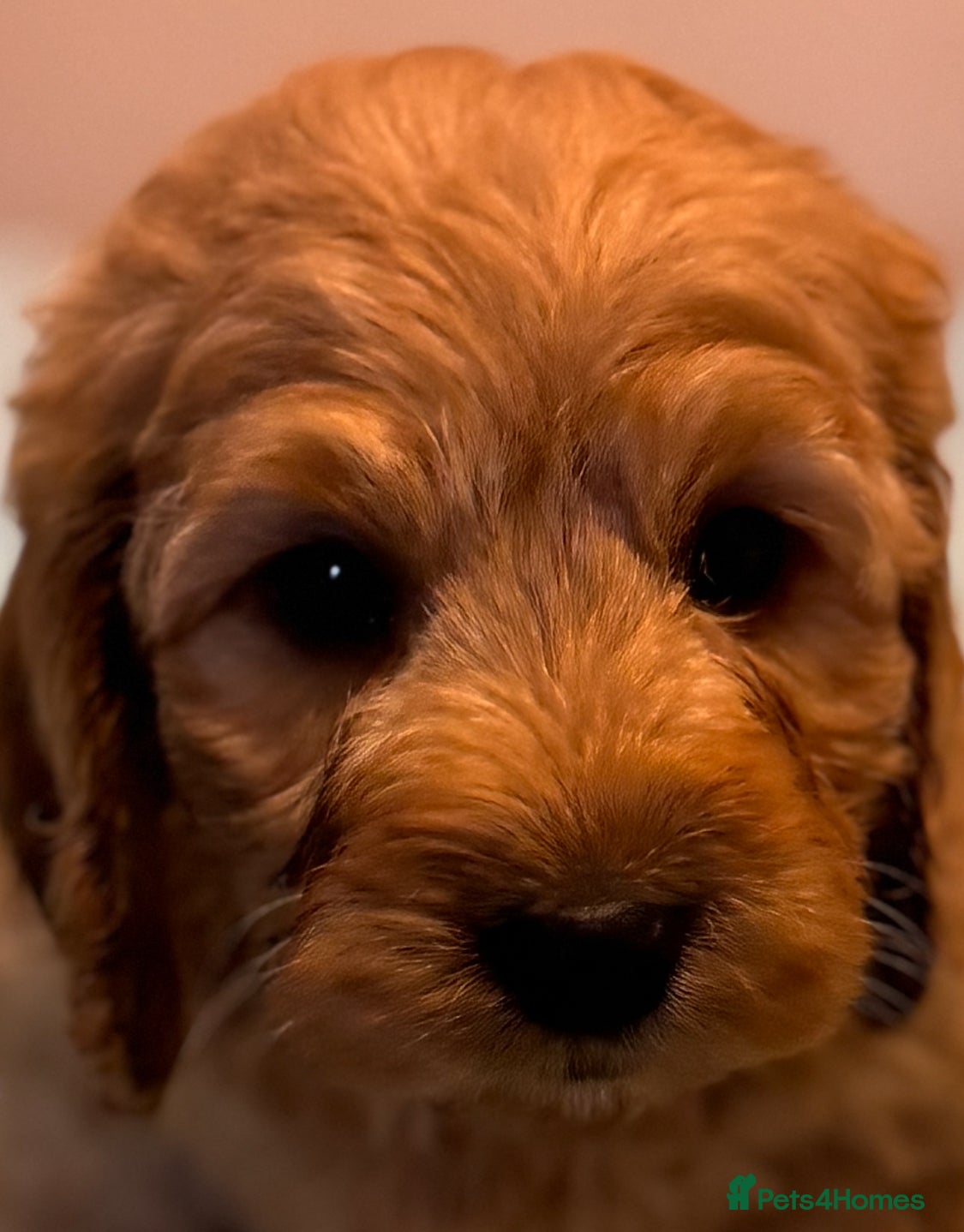 Cockapoo dogs Healthy Happy Stunning Cockapoo Puppies - Advert 9