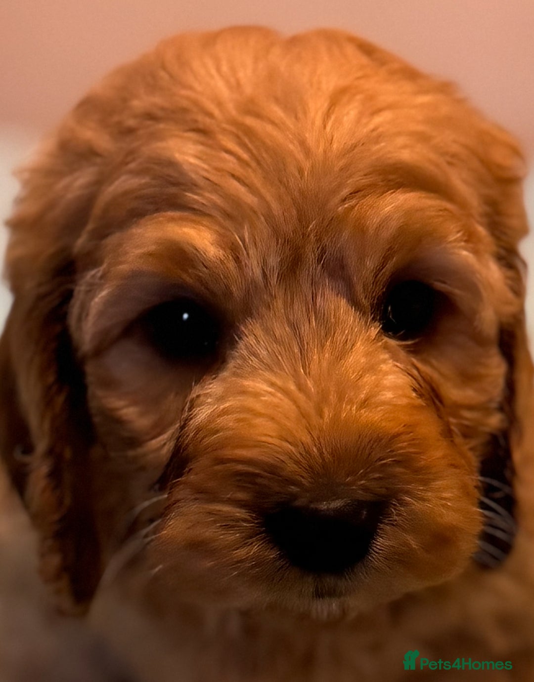 Cockapoo dogs for sale: Healthy Happy Stunning Cockapoo Puppies - Advert 1