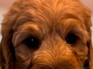 Cockapoo dogs Healthy Happy Stunning Cockapoo Puppies - Advert 4