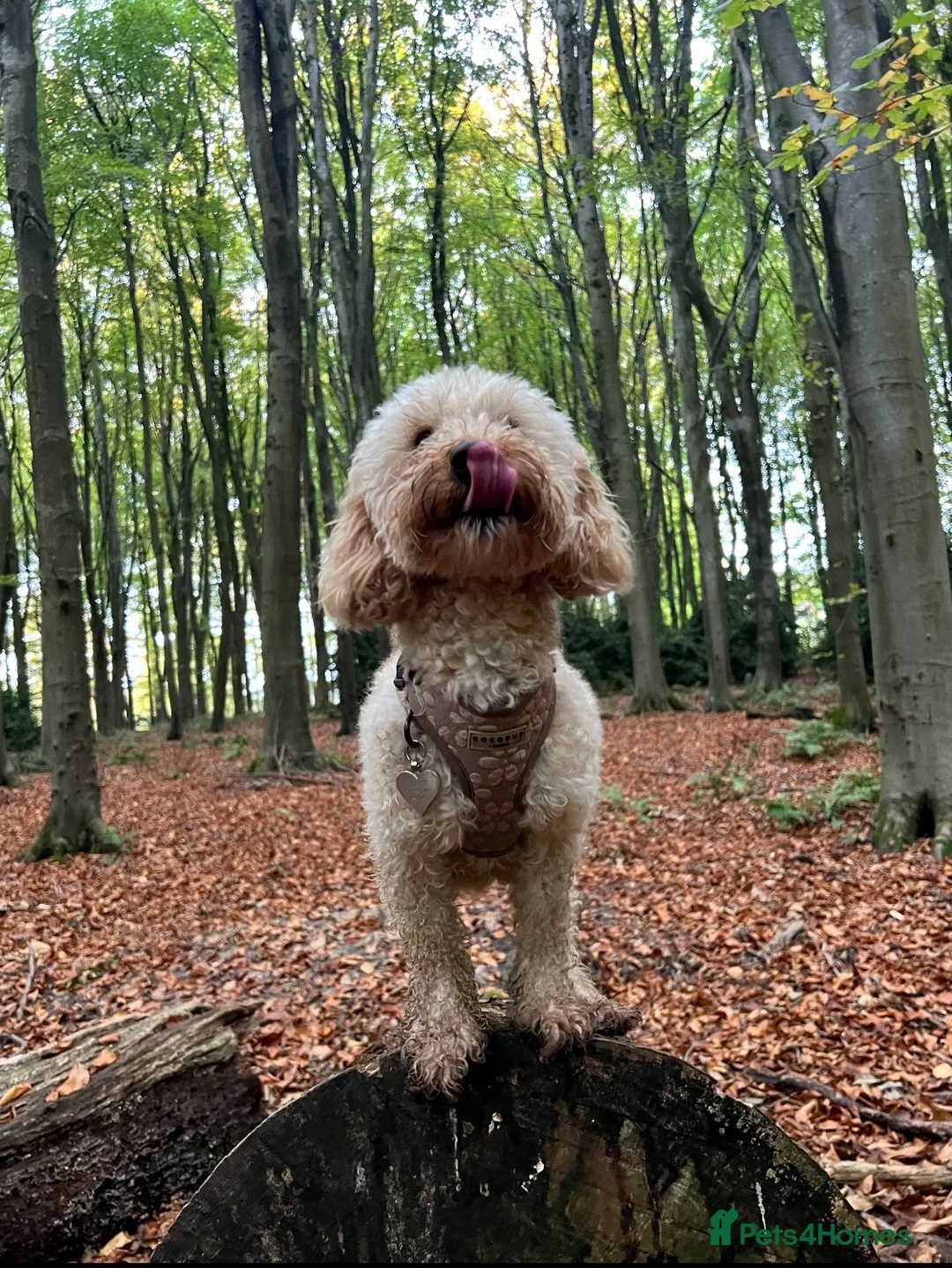 Toy Poodle dogs for stud: Toy poodle stud  in Devizes - Advert 2