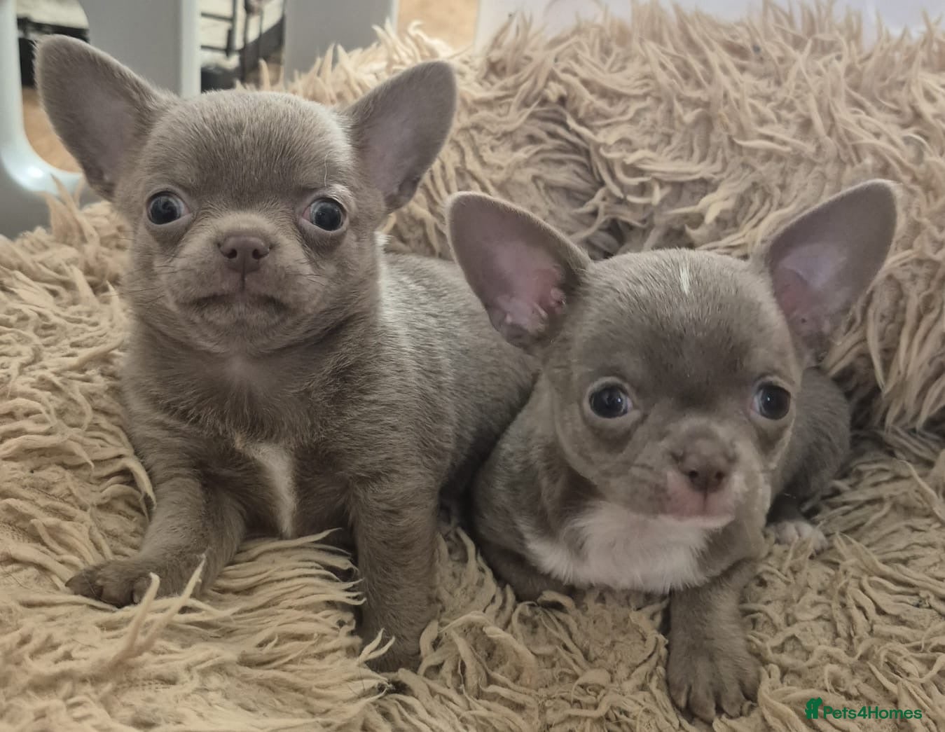 Chihuahua dogs 💜KC Reg Lilac Chihuahua Puppies 💜 - Advert 5