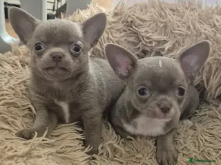 Chihuahua dogs 💜KC Reg Lilac Chihuahua Puppies 💜 - Advert 2