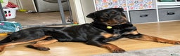 Rottweiler dogs for stud: Rottie male for stud in Ayr - Advert 4