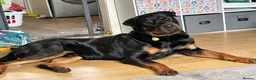 Rottweiler dogs for stud: Rottie male for stud in Ayr - Advert 4