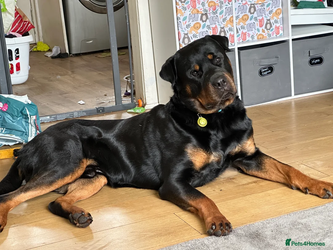 Rottweiler dogs for stud: Rottie male for stud in Ayr - Advert 4