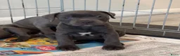 Staffordshire Bull Terrier dogs for sale: Blue Staffordshire Bull Terrier - Advert 3