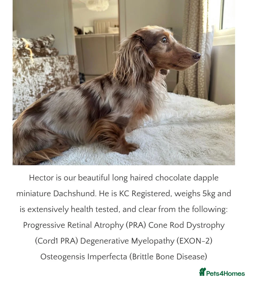 Miniature Dachshund dogs for sale: Kc reg Long hair miniature dachshund puppies  - Advert 12