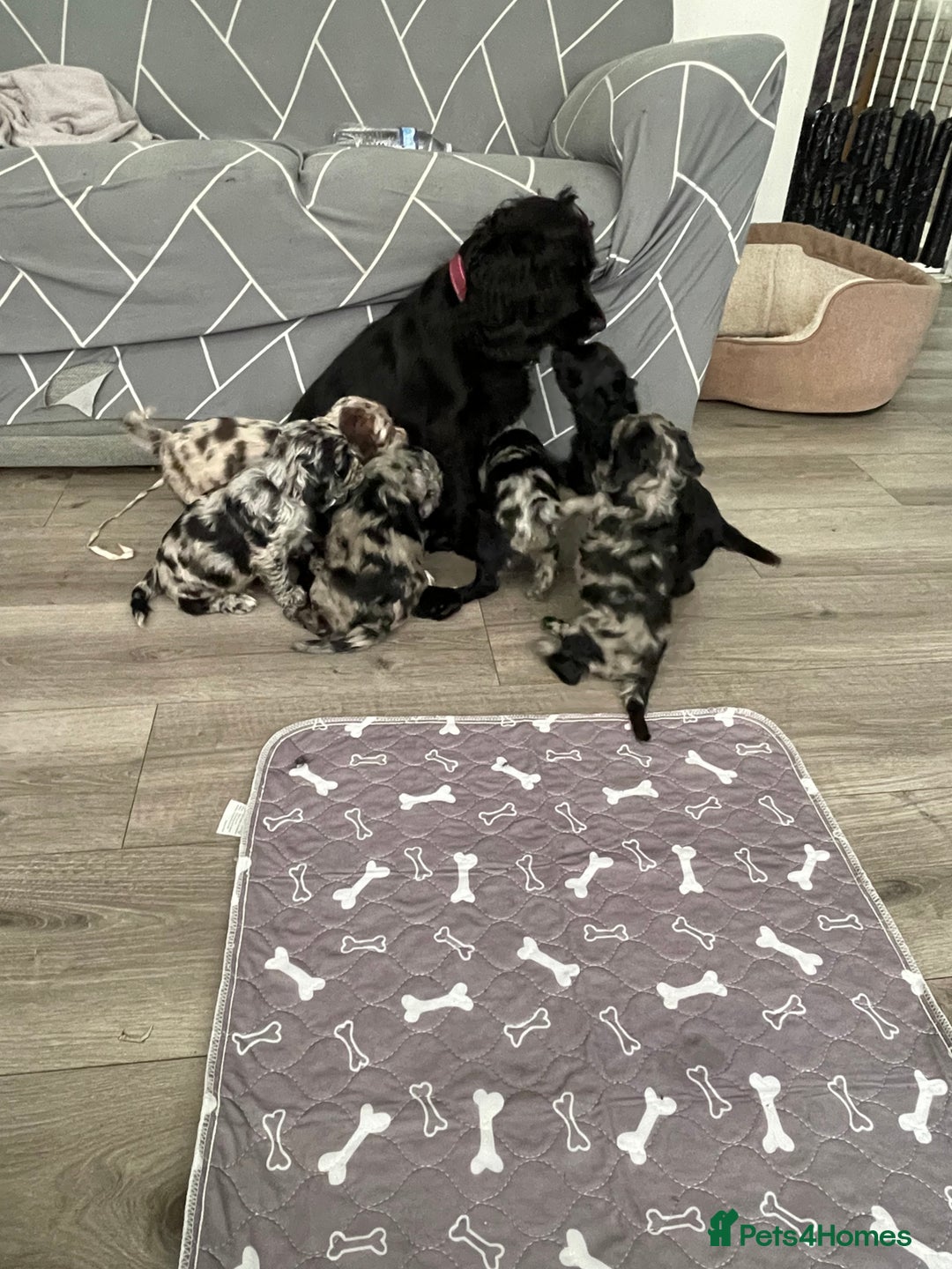 Mixed Breed dogs for sale: Puppies  - Image 5
