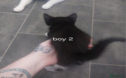 Mixed Breed cats for sale: Two black and white boys  - Image 4