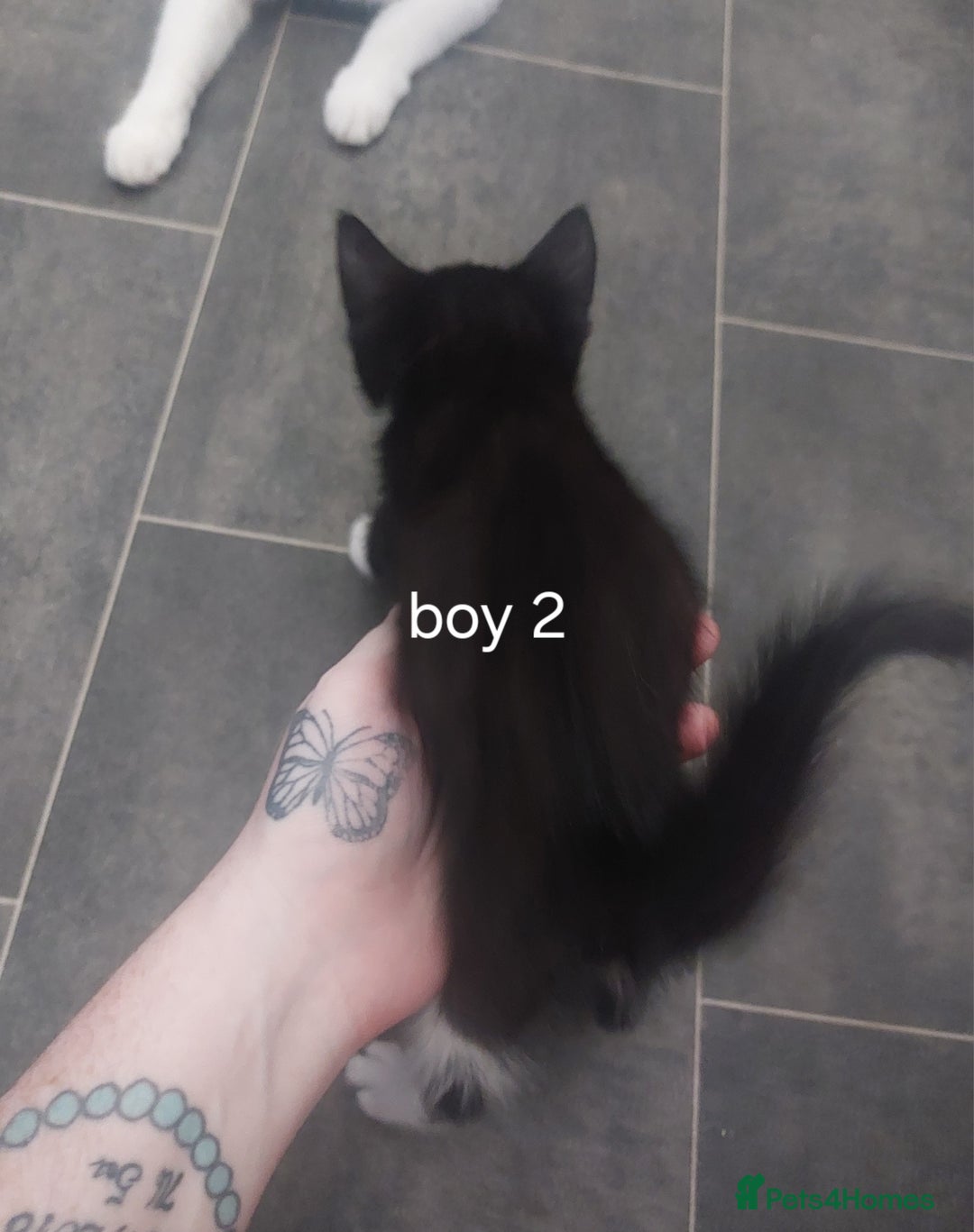 Mixed Breed cats for sale: Two black and white boys  - Image 4