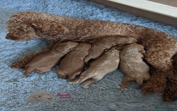 Cavapoo dogs for sale: Waiting List now open - DARK RED PREMIUM QUALITY - Image 28