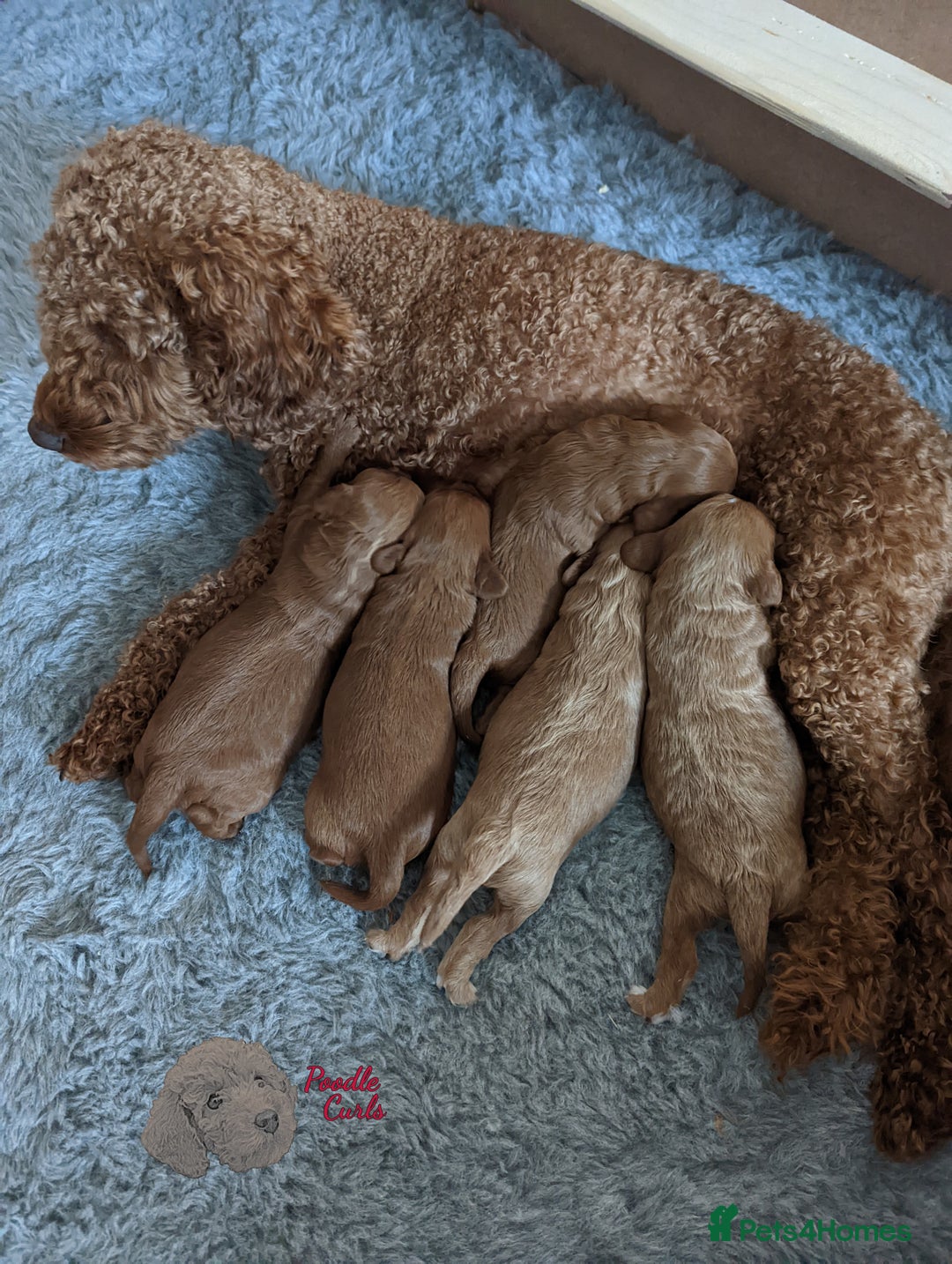 Cavapoo dogs for sale: Waiting List now open - DARK RED PREMIUM QUALITY - Image 28