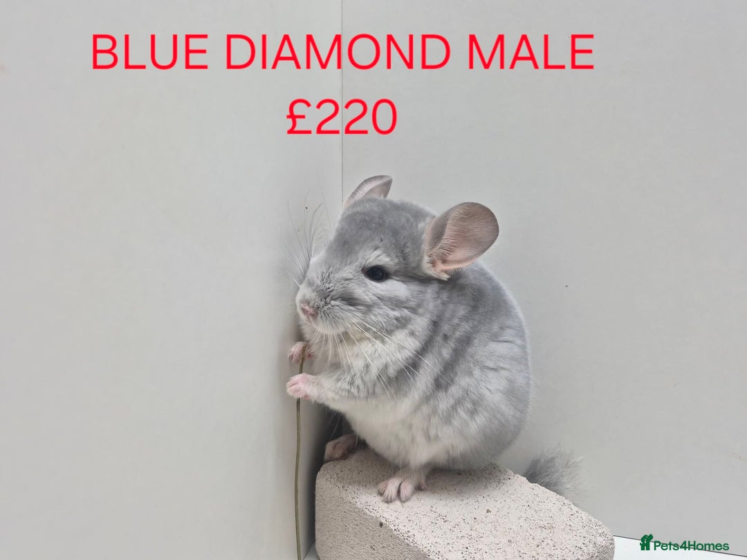 Chinchilla rodents for sale: STUNNING BABIES CHINCHILLA MIX COLOURS AND GENDER  - Advert 6