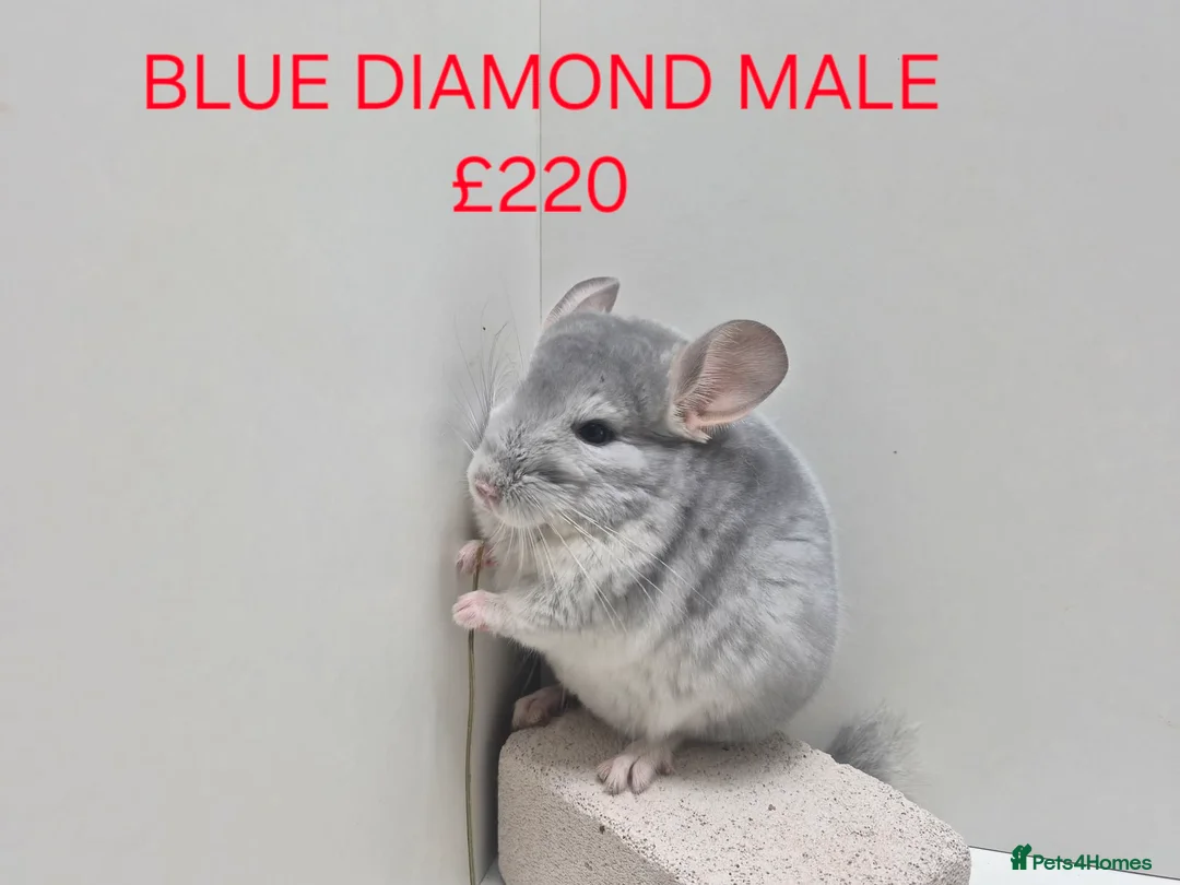 Chinchilla rodents for sale: STUNNING BABIES CHINCHILLA MIX COLOURS AND GENDER  - Advert 6