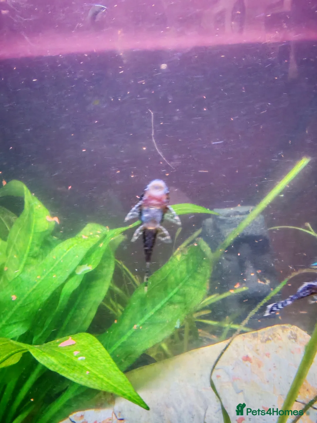 Catfish fish for sale: Bristlenose catfish  - Advert 2