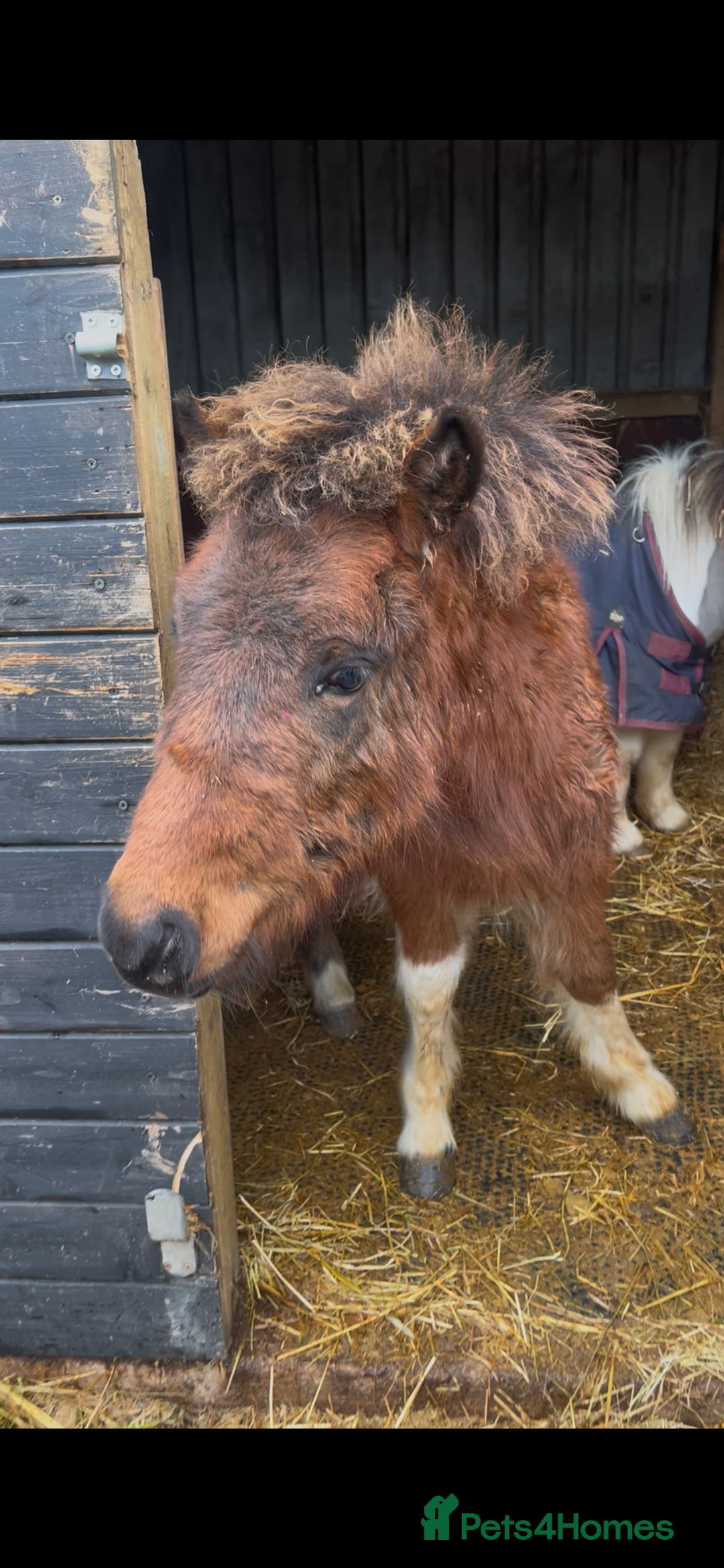 Shetland pony horses for sale: Teddy - Advert 2