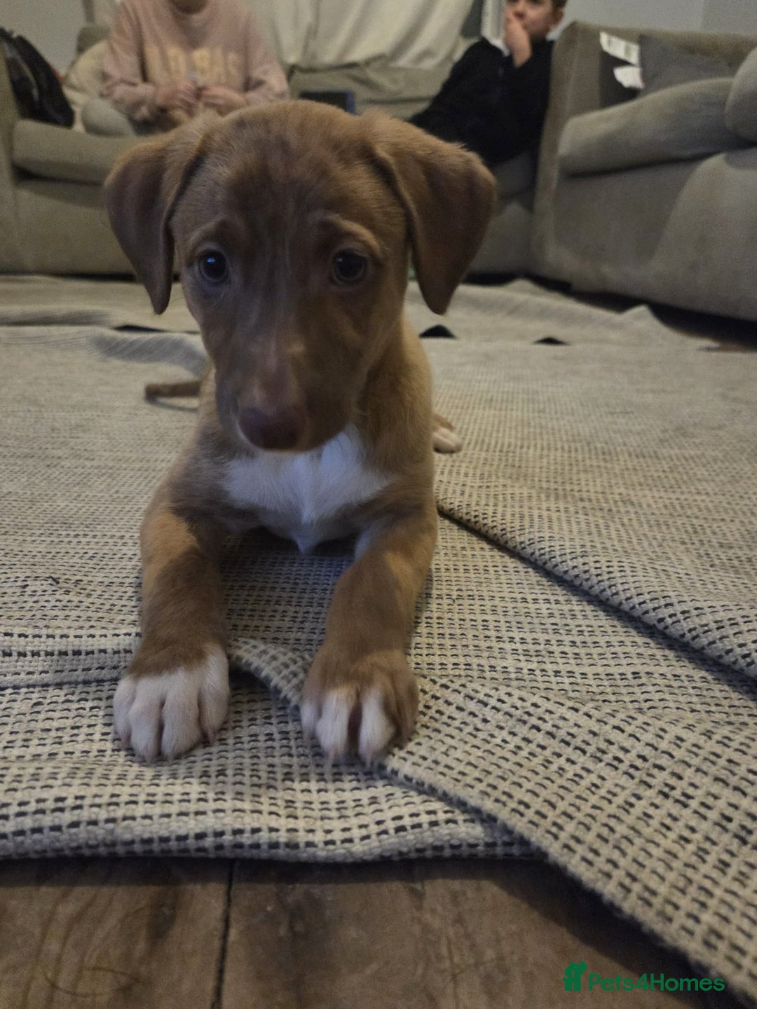 Mixed Breed dogs for sale: Saluki x labrador pups 8 weeks - Advert 2