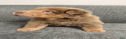 Shar Pei dogs for sale: 3 gorgeous bear coat Shar-Pei in Blaydon-on-Tyne - Advert 10