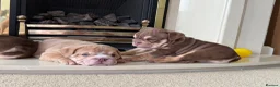 English Bulldog dogs for sale: English Bulldog Puppies  - Advert 6