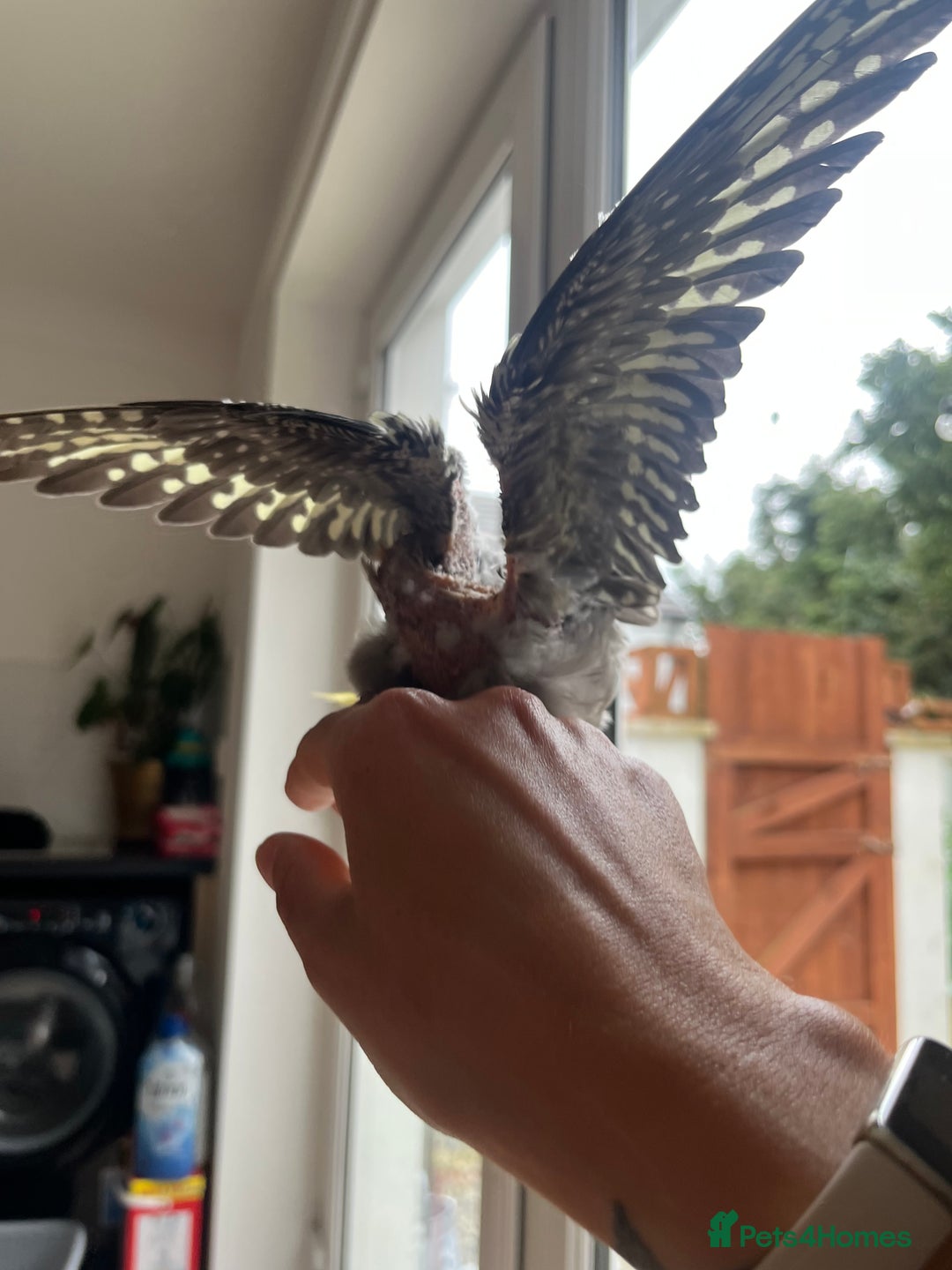 Cockatiels birds for sale: Hand reared tame Baby Cockertiel  - Image 5