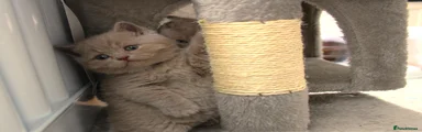 British Shorthair Blue collar