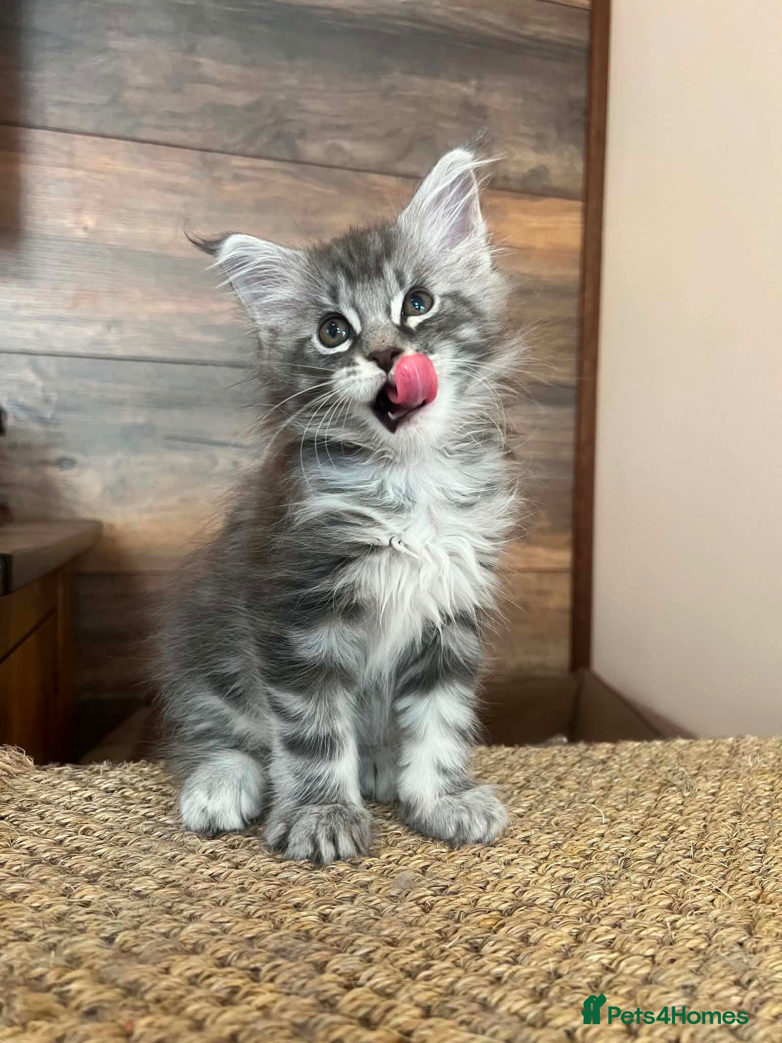 Maine Coon cats Female Pure Maine Coon Kitten - Advert 1