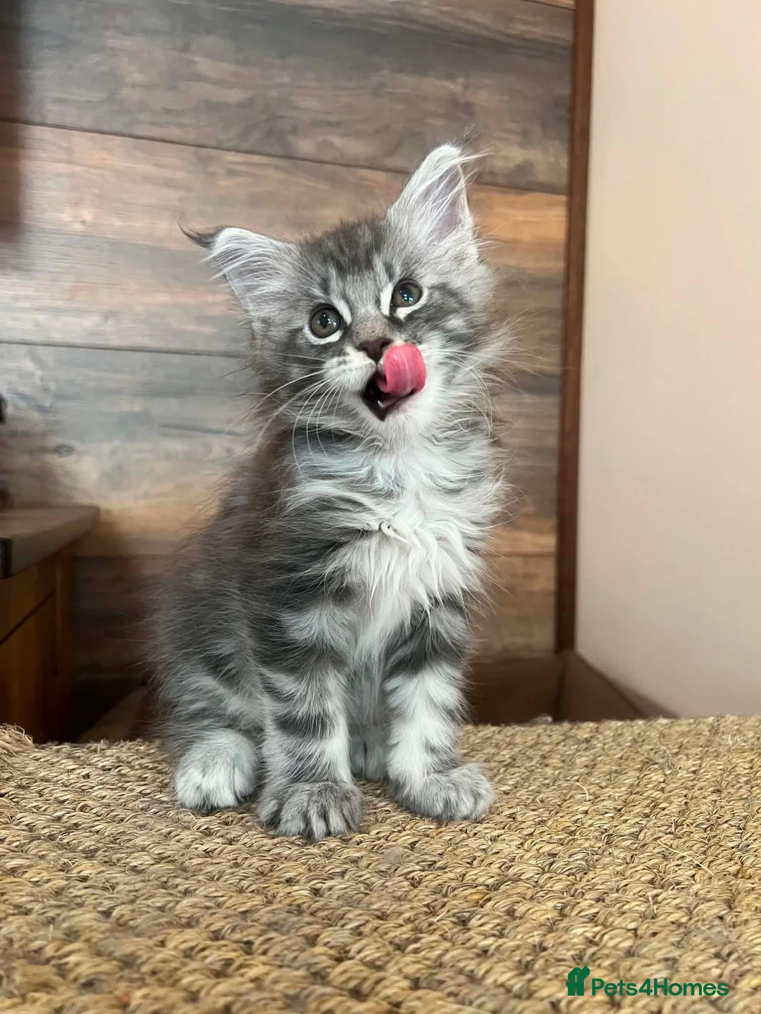 Maine Coon cats for sale: Female Pure Maine Coon Kitten in ELY - Advert 1