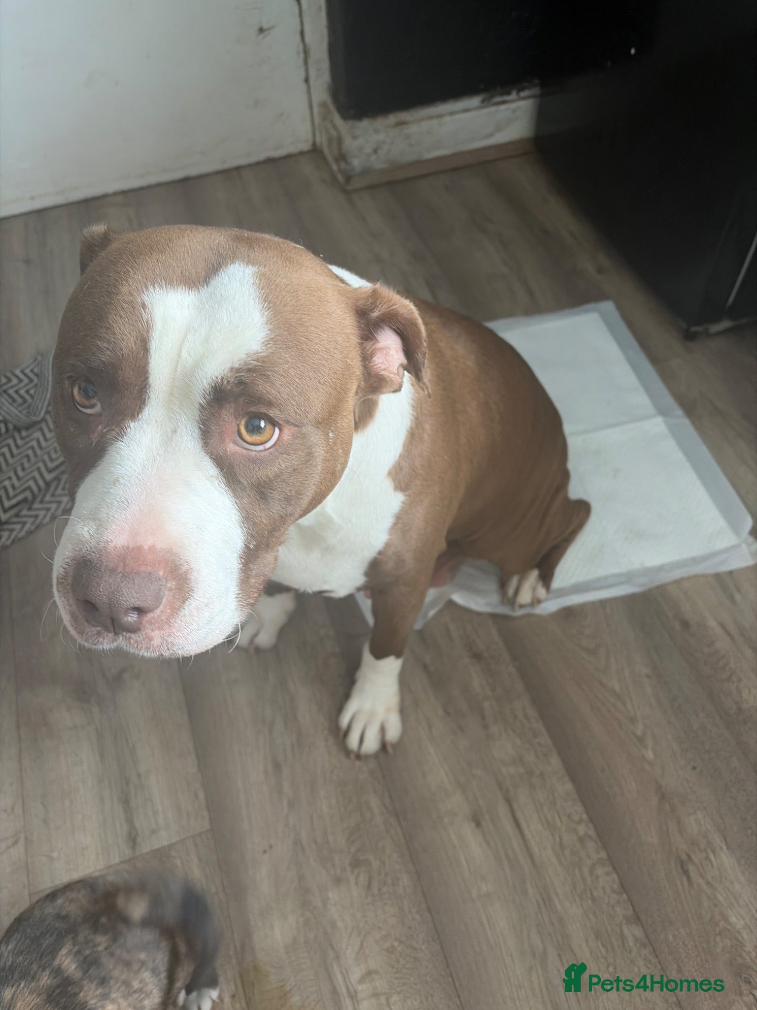 Mixed Breed dogs for sale: 2 female puppies  - Advert 6
