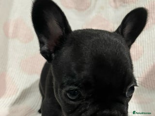 French Bulldog dogs French bulldog puppies - Advert 2