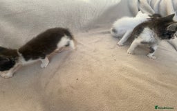 British Shorthair cats for sale: Lovely kittens            - Image 7