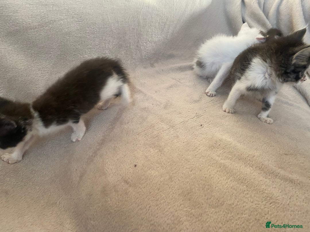 British Shorthair cats for sale: Lovely kittens            - Image 7