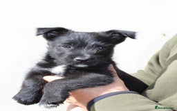 Mixed Breed dogs for sale: Gorgeous CairnJacks - Image 3
