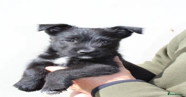 Mixed Breed dogs - Advert 13