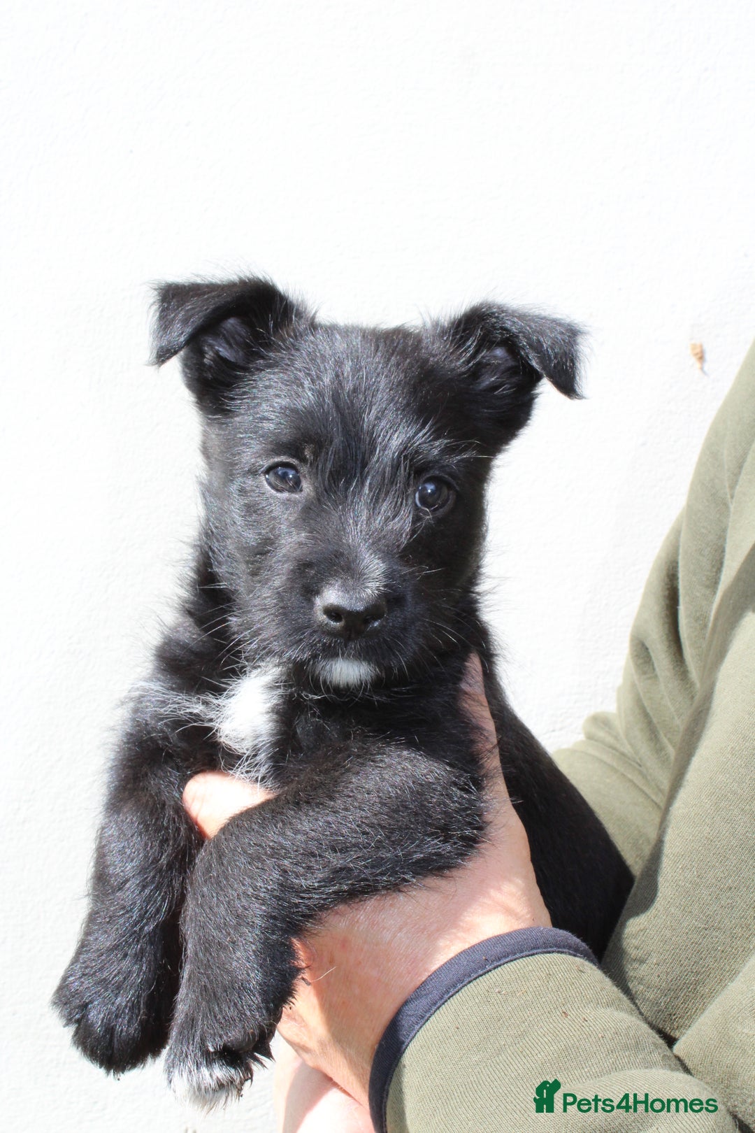 Mixed Breed dogs for sale: Gorgeous CairnJacks - Image 3