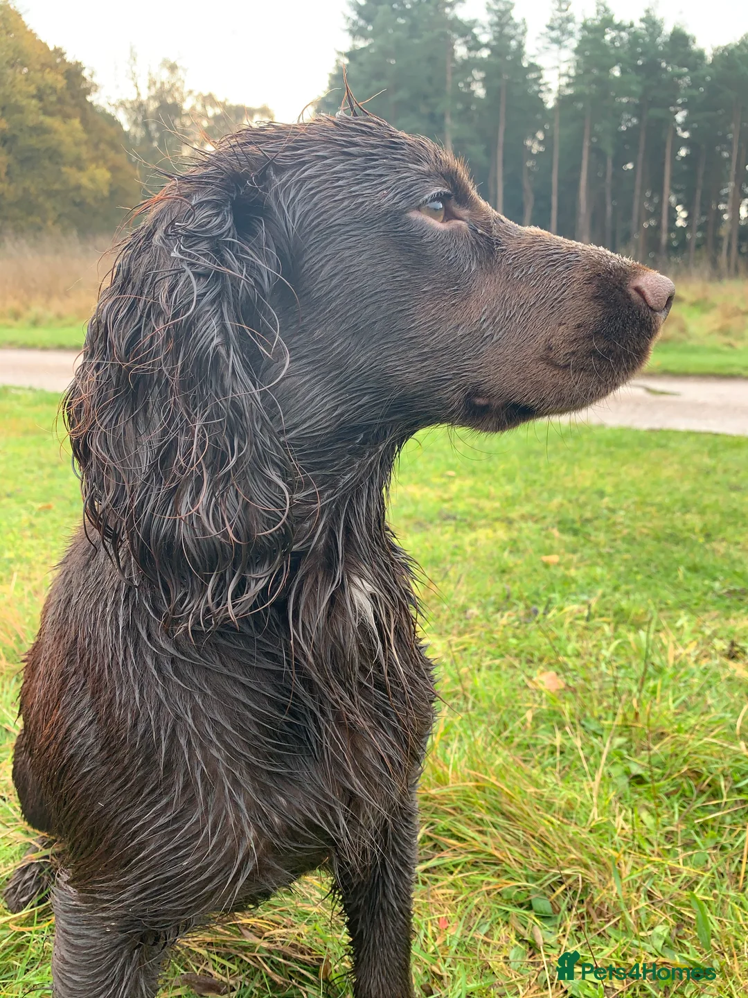 Cocker Spaniel dogs for stud: Working Cocker Spaniel for Stud in Windsor - Advert 2