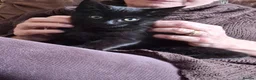 Domestic Shorthair cats for sale: Black, Domestic Shorthair Kitten For Sale - Advert 3