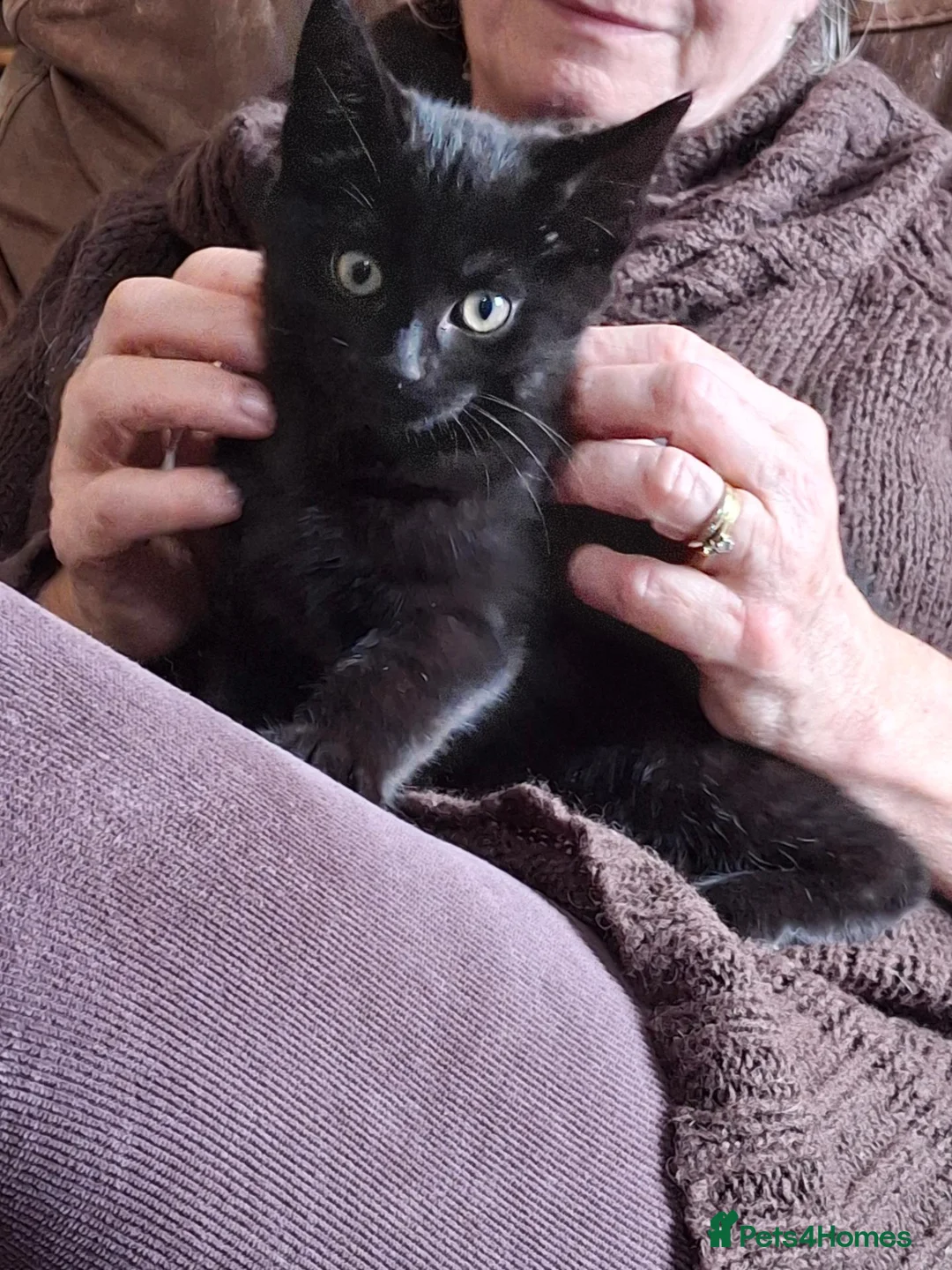 Domestic Shorthair cats for sale: Black, Domestic Shorthair Kitten For Sale - Advert 3
